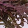 Mizuna Red Streaks, Baker Creek Heirloom seeds - Image 2