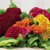 Basic Heirloom Seed Kit - Image 13