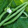 Basic Heirloom Seed Kit - Image 31
