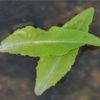 Amish Deer Tongue Lettuce, Baker Creek Heirloom Seeds - Image 2