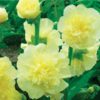Basic Heirloom Seed Kit - Image 26