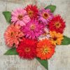 Basic Heirloom Seed Kit - Image 35