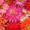 Cactus Chrysanthemum Zinnia Mix, Baker Creek Heirloom Seeds - Image 2