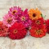 Cactus Chrysanthemum Zinnia Mix, Baker Creek Heirloom Seeds - Image 3