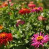 Cactus Chrysanthemum Zinnia Mix, Baker Creek Heirloom Seeds - Image 4