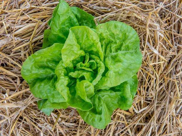 Landis Winter Lettuce, Baker Creek Heirloom Garden Seeds