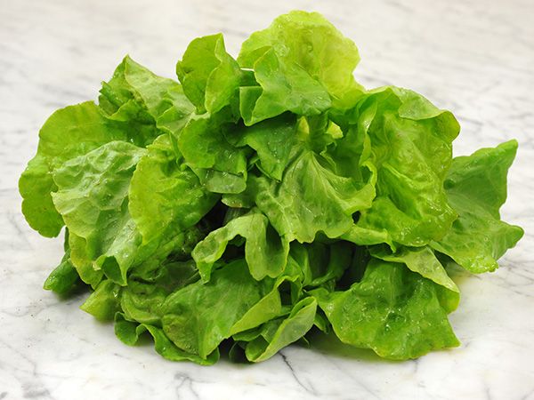 Triumpheter or Glory of Voorburg Lettuce, Baker Creek Heirloom Garden Seeds