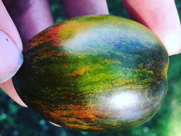 thumbnail image 2 of 100 Brad's Atomic Grape Tomato Seeds - Rare Heirloom, Multicolor, Sweet, 2025 Harvest 2 of 5