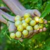 Napa Chardonnay Blush Tomato, Baker Creek Heirloom Seeds - Image 2