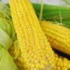 Buhl Sweet Corn, Baker Creek Heirloom Seeds - Image 3