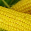 Buhl Sweet Corn, Baker Creek Heirloom Seeds - Image 2