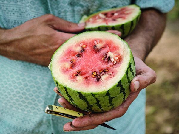 Beni Kodama Watermelon Baker Creek Heirloom Seeds